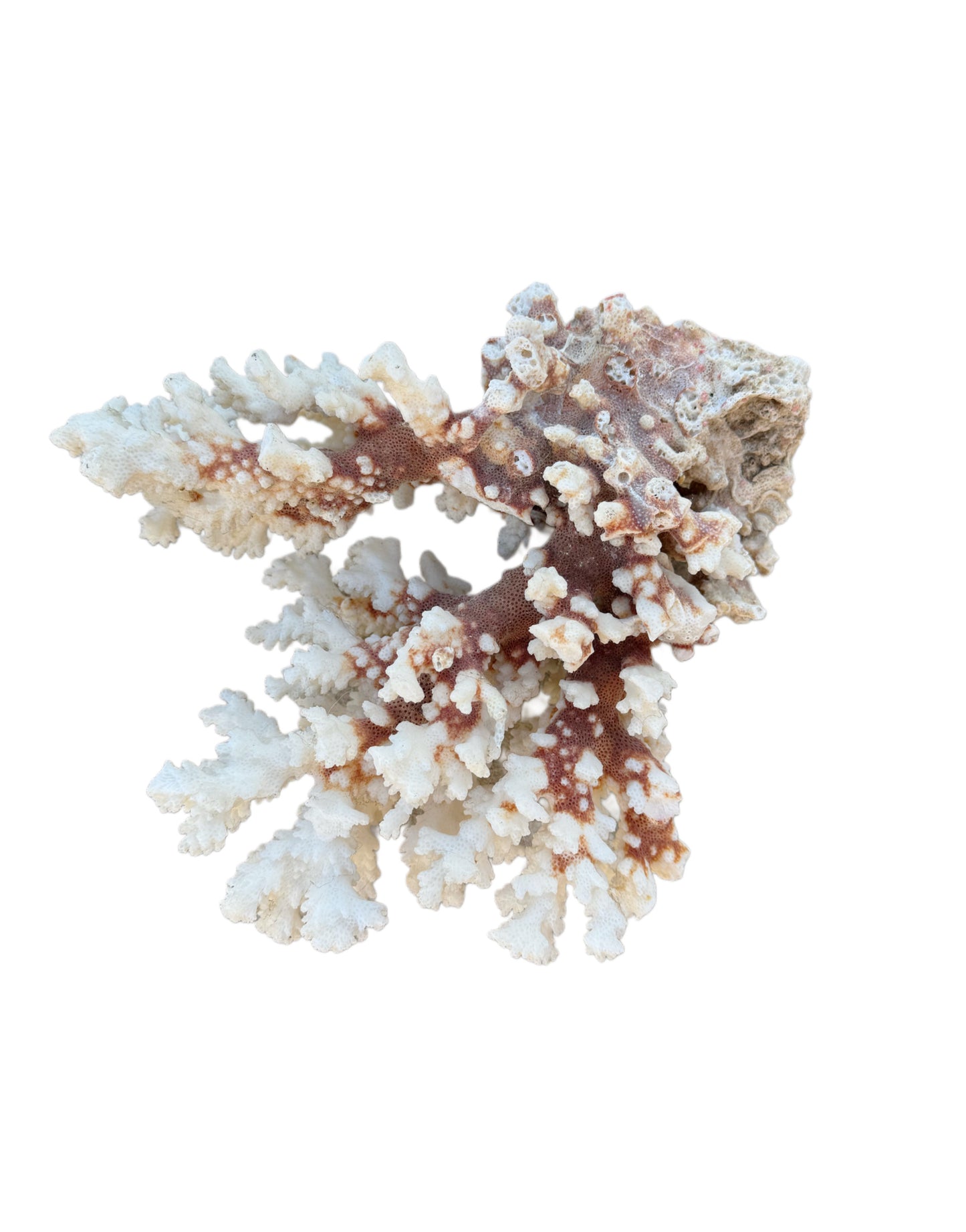 Natural Brown Coral Specimen