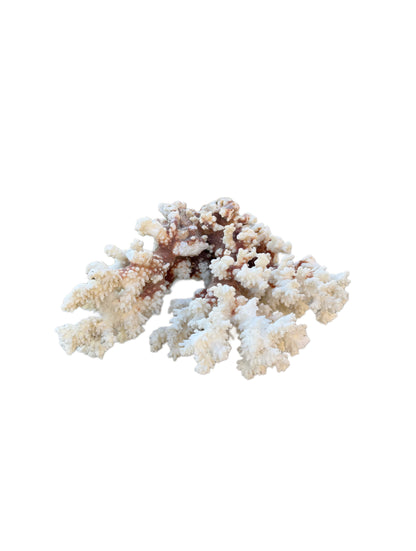 Natural Brown Coral Specimen